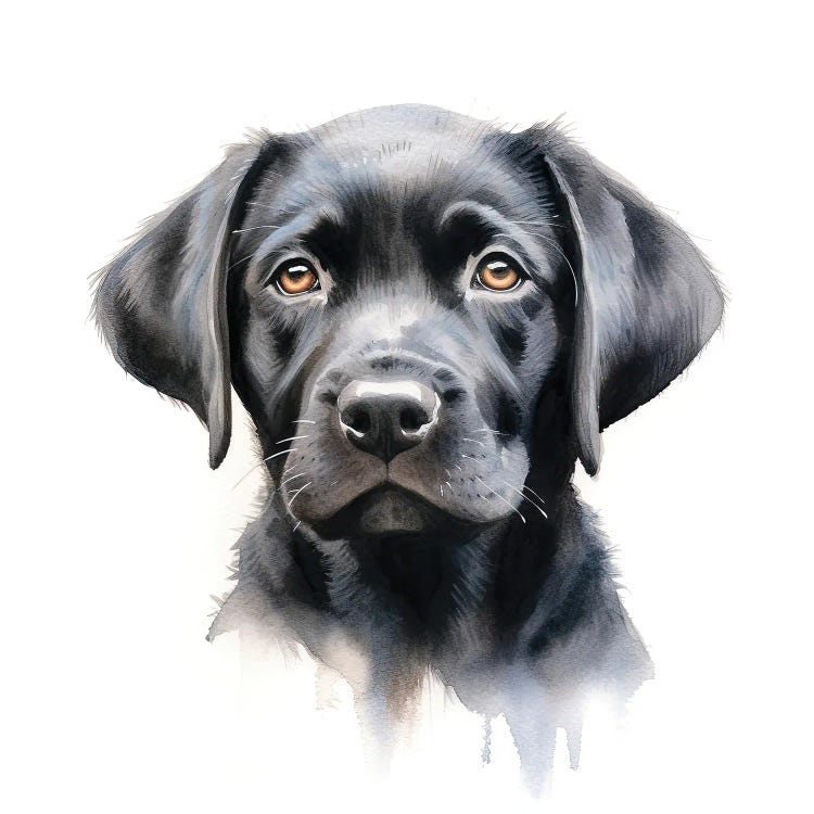 Black Labrador Portrait by Jane Rix wall art