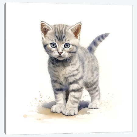 British Shorthair Cat Canvas Print #JRX544} by Jane Rix Art Print