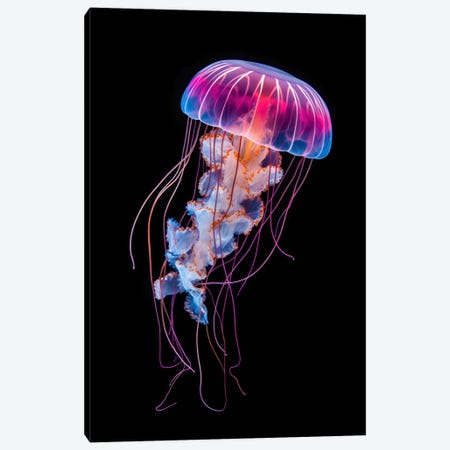 Jellyfish On Black Canvas Print #JRX560} by Jane Rix Canvas Wall Art