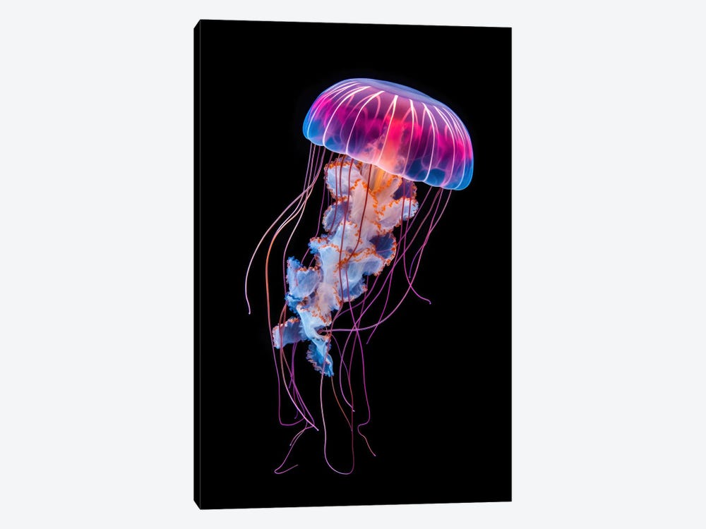 Jellyfish On Black by Jane Rix 1-piece Canvas Artwork