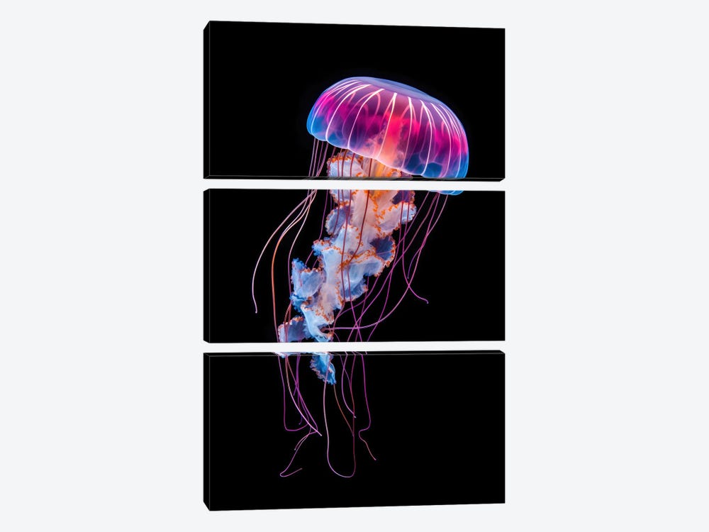 Jellyfish On Black by Jane Rix 3-piece Canvas Wall Art