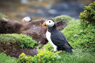 Puffins