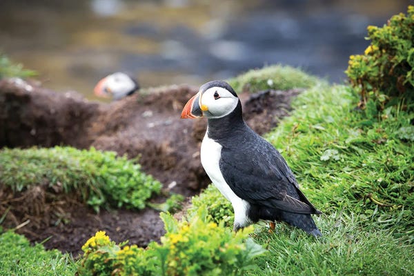 Puffins: Puffin, Scotland by Jane Rix