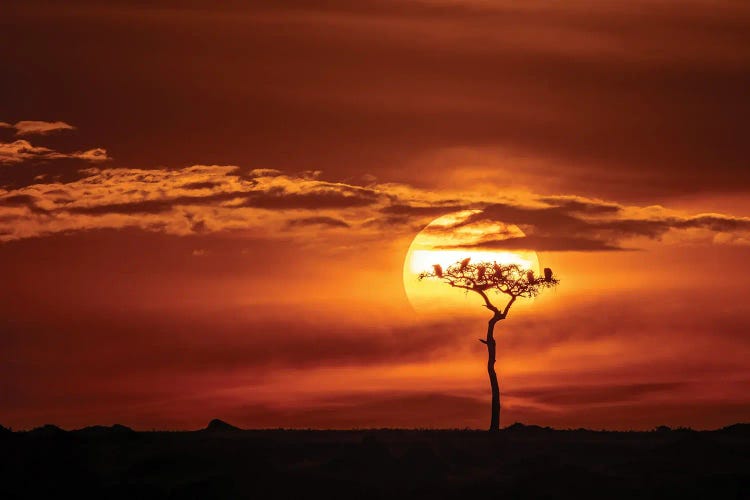 Vultures In A Tree At Sunset, Masai Mara