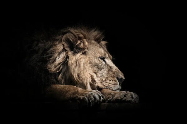 Resting Asiatic Lion On Black
