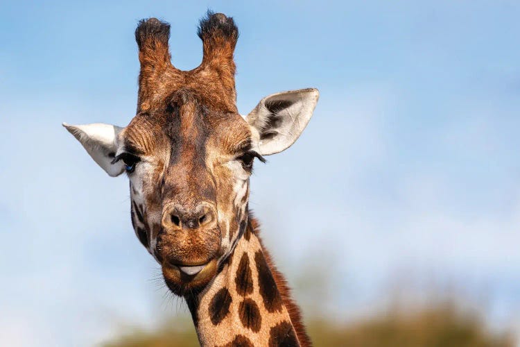 Rothschild’S Giraffe With The Tip Of His Tongue Poking Out