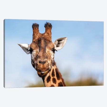 Rothschild’S Giraffe With The Tip Of His Tongue Poking Out Canvas Print #JRX58} by Jane Rix Canvas Print