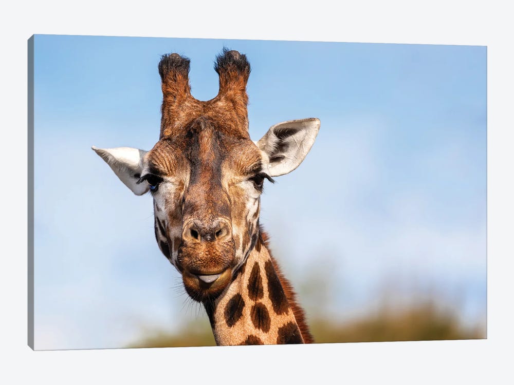 Rothschild’S Giraffe With The Tip Of His Tongue Poking Out by Jane Rix 1-piece Canvas Wall Art