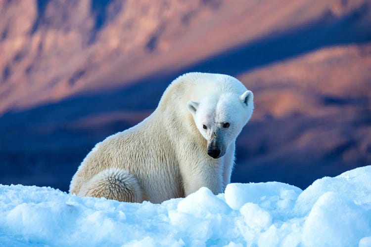 Female Polar Bear, Greenland
