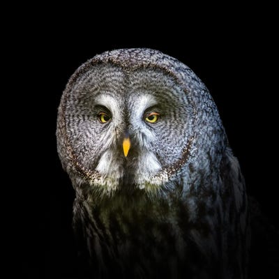 Great Grey Owl On Black by Jane Rix metal wall art