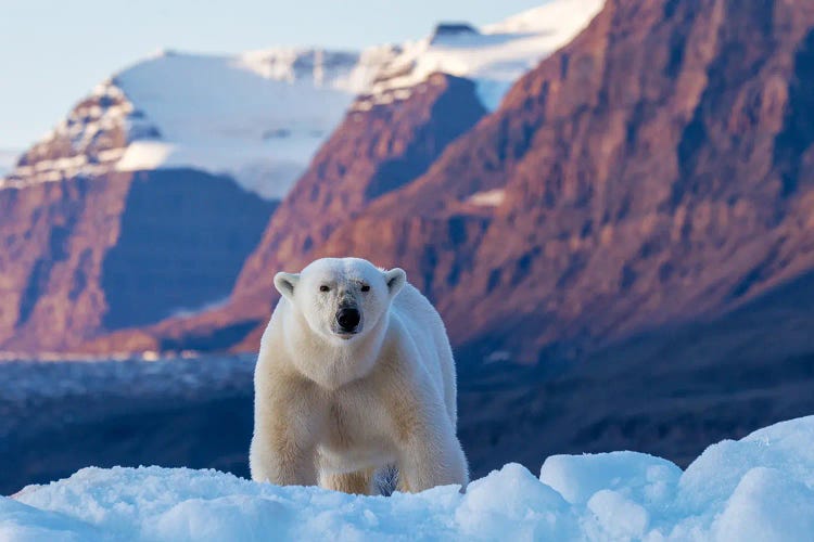Adult Female Polar Bear, Greenland