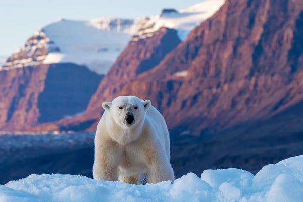 Polar Bears: Adult Female Polar Bear, Greenland by Jane Rix