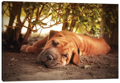 Shar Pei Resting In The Heat Of The Day Canvas Art Print - Jane Rix