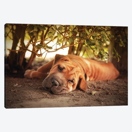 Shar Pei Resting In The Heat Of The Day Canvas Print #JRX59} by Jane Rix Canvas Print