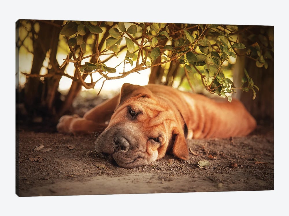 Shar Pei Resting In The Heat Of The Day by Jane Rix 1-piece Canvas Art Print