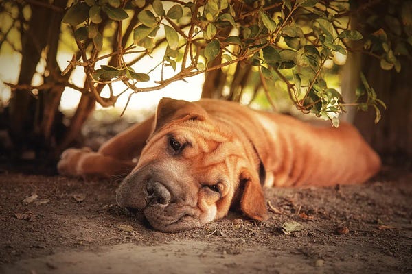 Shar-Peis: Shar Pei Resting In The Heat Of The Day by Jane Rix