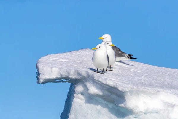 Glaciers & Icebergs: Kittiwakes And Blue Sky, Svalbard by Jane Rix