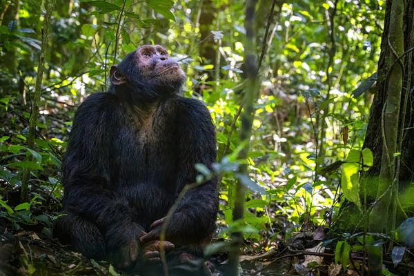 Chimpanzee In Sunlight, Uganda
