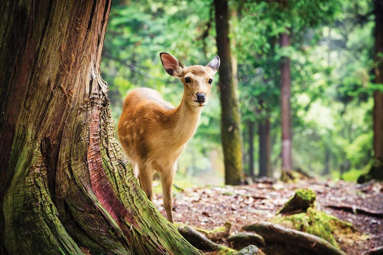 Sika Deer In Nara Park, Japan