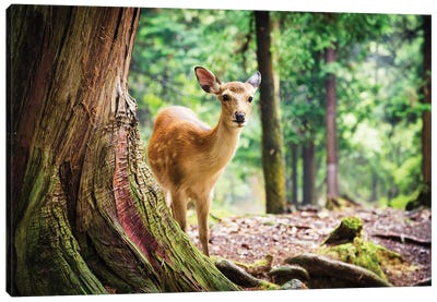 Sika Deer In Nara Park, Japan Canvas Art Print