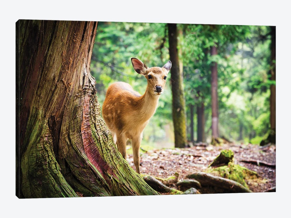 Sika Deer In Nara Park, Japan by Jane Rix 1-piece Canvas Print