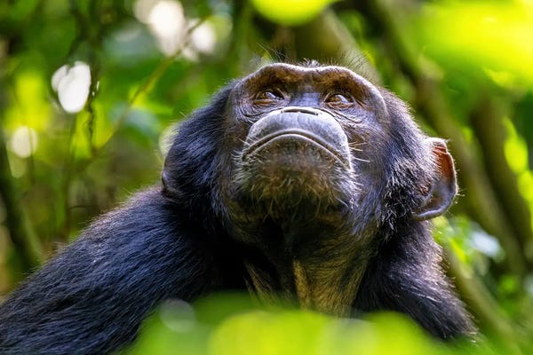 Jane Rix: Adult Chimp In Sunlight, Uganda by Jane Rix