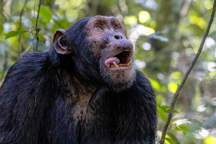 Chimp With Tongue Out, Uganda