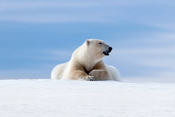 Jane Rix: Polar Bear Laying On The Snow Of Svalbard by Jane Rix