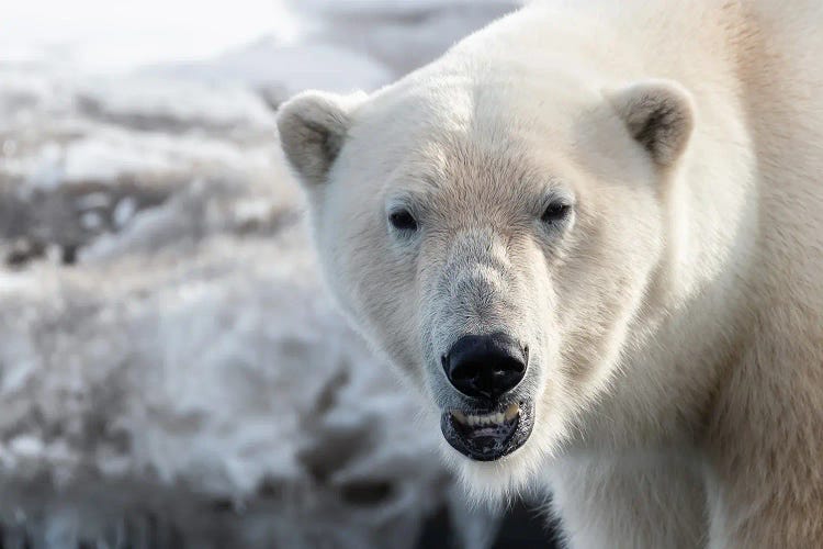 Polar Bear Close Up, Svalbard