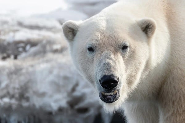 Polar Bear Close Up, Svalbard