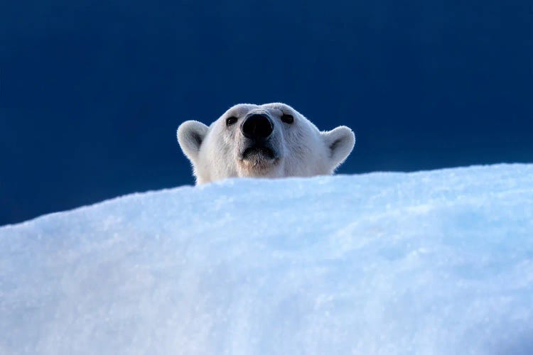 A Polar Bear Peeps Over An Iceberg, Greenland