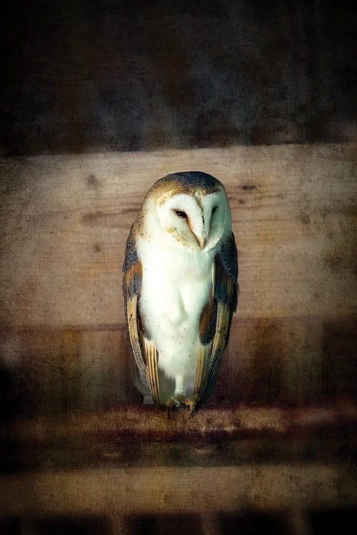 Barn Owl, Vintage Style