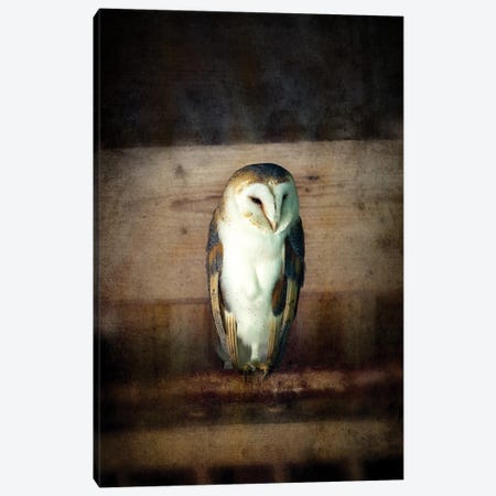 Barn Owl, Vintage Style Canvas Print #JRX61} by Jane Rix Canvas Wall Art