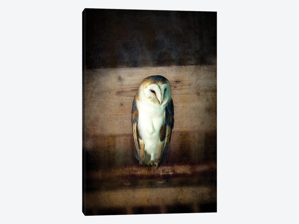 Barn Owl, Vintage Style by Jane Rix 1-piece Canvas Art
