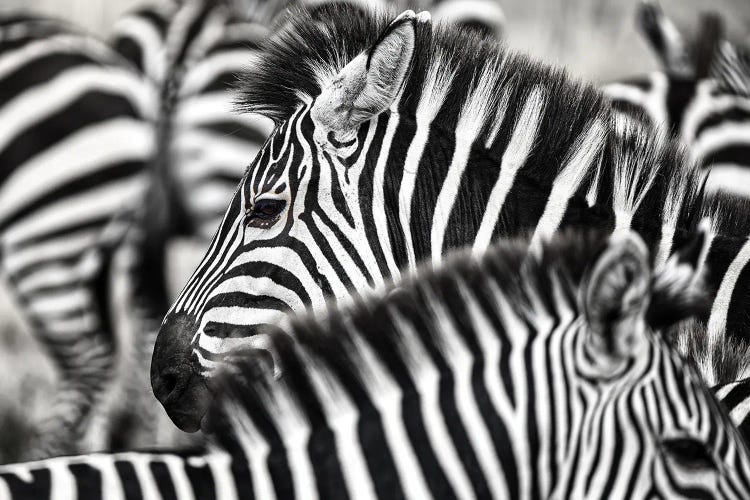 Zebra Details Black And White