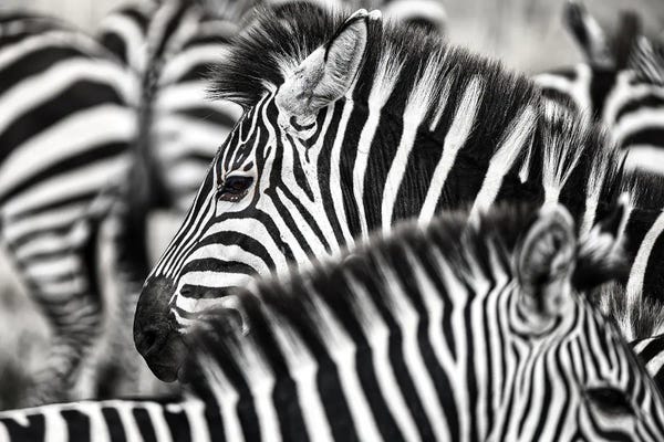 Zebras: Zebra Details Black And White by Jane Rix