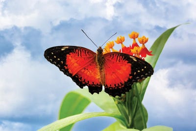 Red Lacewing Butterfly by Jane Rix multi panel art