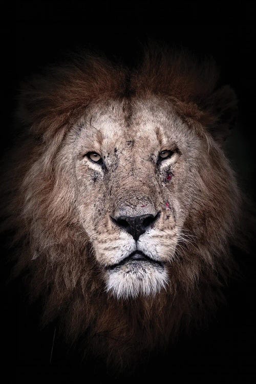 Battle Scars