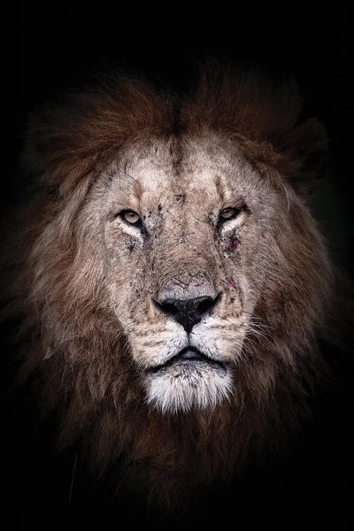 Battle Scars