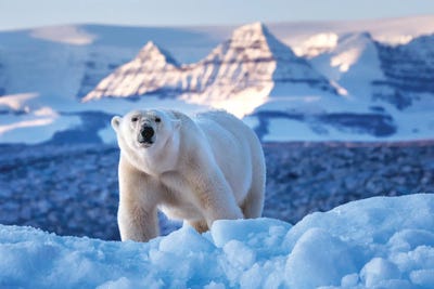 Polar Bear And Sunlit Mountains, Greenland by Jane Rix multi panel art