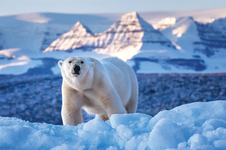Polar Bear And Sunlit Mountains, Greenland