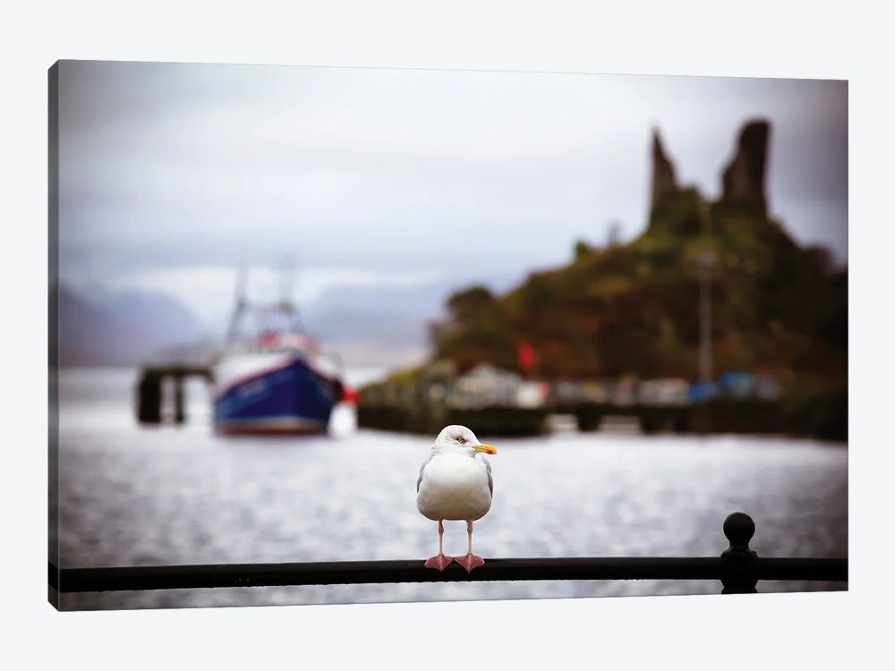 Seagull At Moil Castle, Scotland by Jane Rix 1-piece Canvas Print