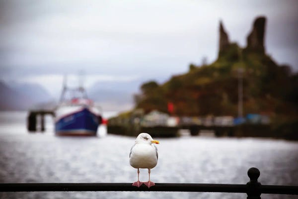Scotland: Seagull At Moil Castle, Scotland by Jane Rix