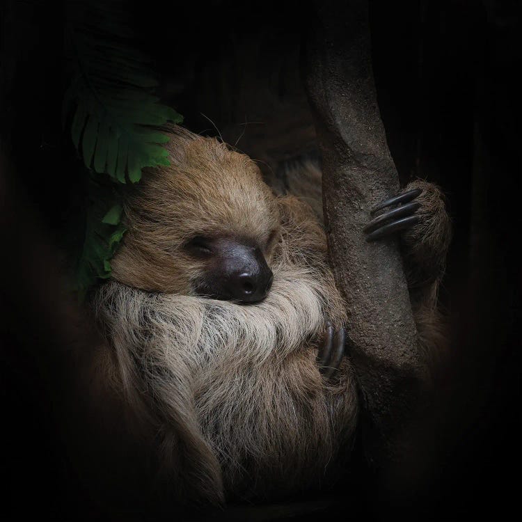 Sleeping Sloth by Jane Rix wall art