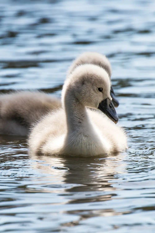 Cygnets by Jane Rix wall art