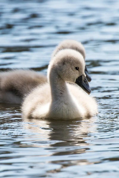 Jane Rix: Cygnets by Jane Rix