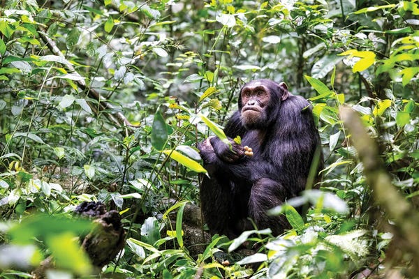 Monkeys: Chimp With A Grumpy Face by Jane Rix