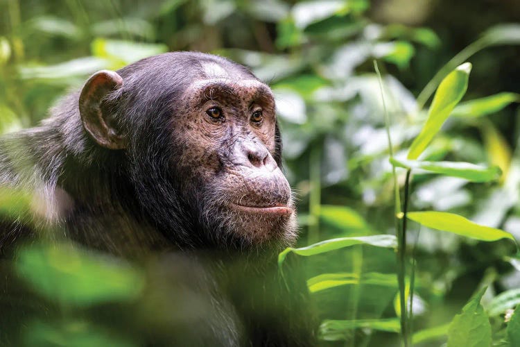 Adult Chimpanzee by Jane Rix wall art