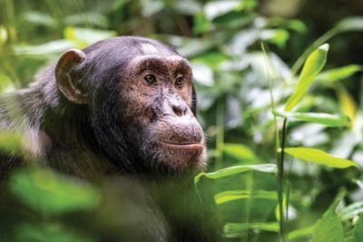 Primates