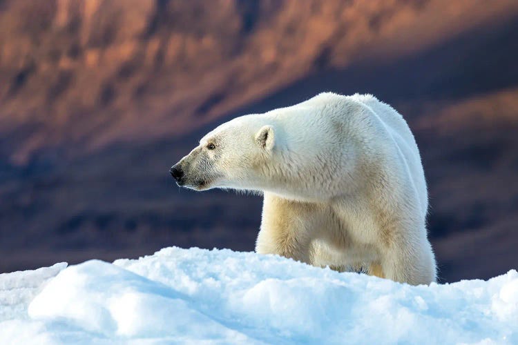 Female Polar Bear On An Iceberg, Greenland by Jane Rix wall art